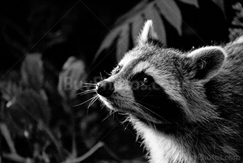 Photo: Raton Laveur 004