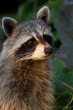 Photo: Raton Laveur 006