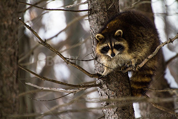 Photo: Raton Laveur 014