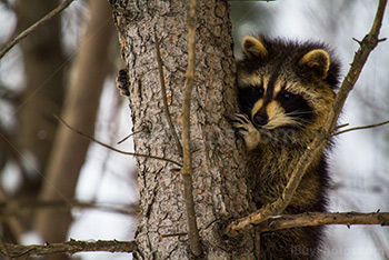 Photo: Raton Laveur 015