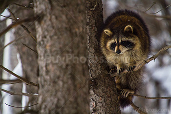 finland raccoon boa／　自然色　／GAKE日本製❣️ Chinese Raccoon Tail Tanuki Natural Color Russian Finn (18