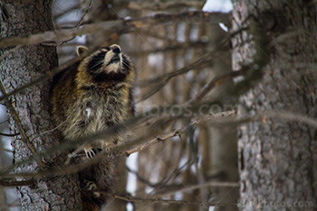 Photo: Raton Laveur 017
