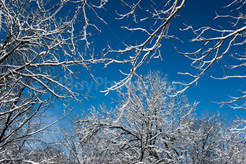 Photo: Arbres Hiver 005