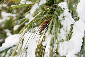 Photo: Snow Trees 006