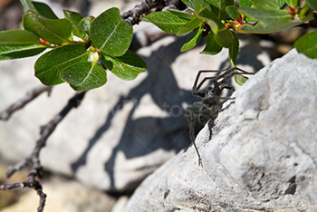 Photo: Araignée 003