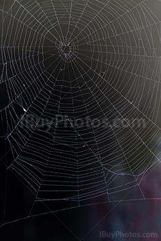Photo: Spiderweb 001