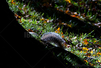 Photo: Squirrel 007