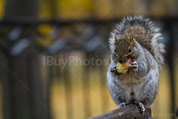 Photo: Ecureuil 012