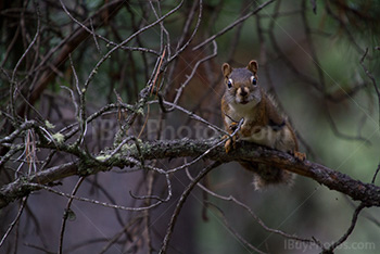 Photo: Squirrel 026