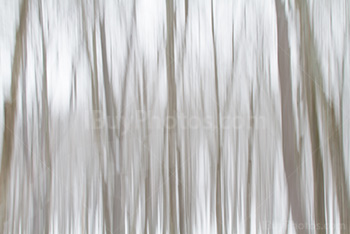 Photo: Trees Panning 001