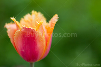 Photo: Tulips 002