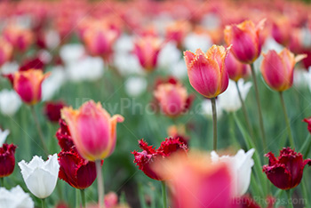 Photo: Tulips 017