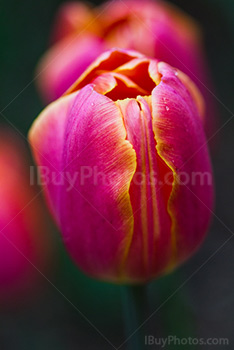 Photo: Gros Plan Tulipe 030
