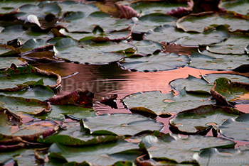 Photo: Waterlily 002