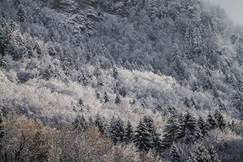 Photo: Winter Forest 006