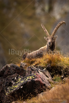 Photo: Bouquetin Des Alpes 009