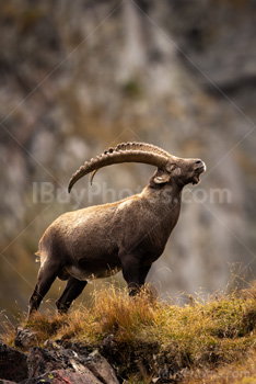 Photo: Bouquetin Des Alpes 010