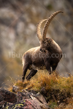 Photo: Bouquetin Des Alpes 011