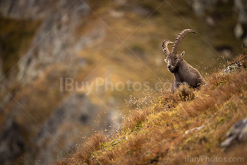 Photo: Bouquetin Des Alpes 012