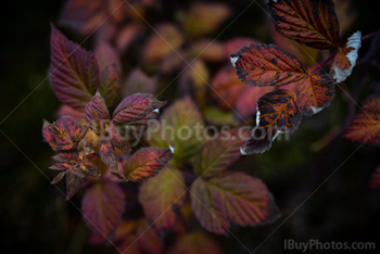 Photo: Automne 044