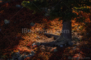 Photo: Automne Lumière Arbre 001