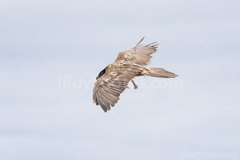 Photo: Bearded Vulture 001