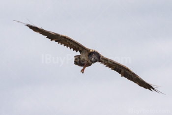 Photo: Bearded Vulture 003