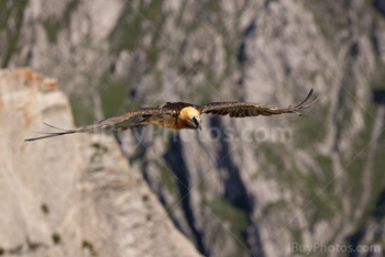 Photo: Bearded Vulture 004