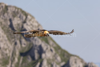 Photo: Bearded Vulture 005