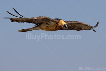 Photo: Bearded Vulture 006