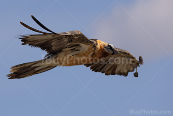 Photo: Bearded Vulture 007