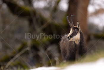 Photo: Chamois 009