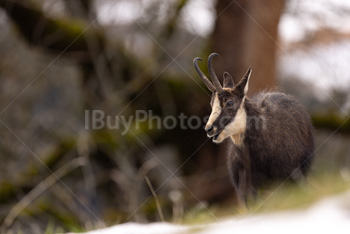 Photo: Chamois 010