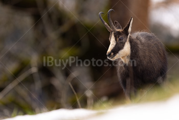 Photo: Chamois 011