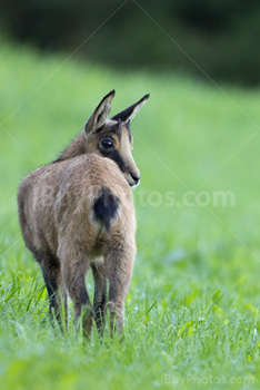 Photo: Chamois 012