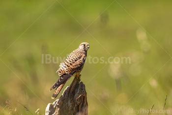 Photo: Faucon Crécerelle 001