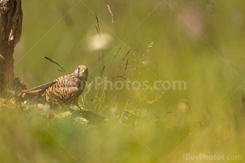 Photo: Faucon Crécerelle 002
