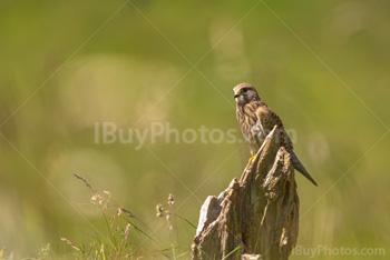 Photo: Faucon Crécerelle 003