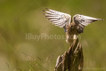 Photo: Faucon Crécerelle 004