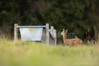 Photo: Deer Trough 001