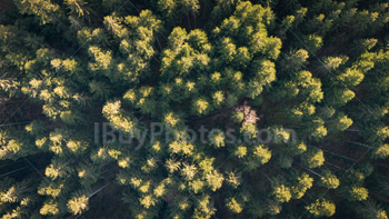 Photo: Drone Forest 001