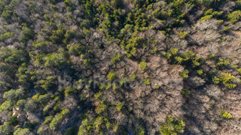 Photo: Drone Forest 002
