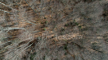 Photo: Drone Forest 003