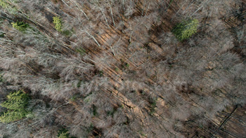 Photo: Drone Forest 004