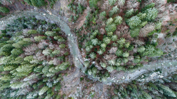 Photo: Drone Forest River 001