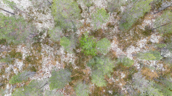 Photo: Drone Forest Scandinavia 001