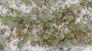 Photo: Drone Forest Scandinavia 002