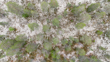 Photo: Drone Forest Scandinavia 003