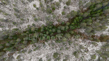 Photo: Drone Forest Scandinavia 004