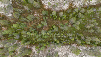 Photo: Drone Forest Scandinavia 005